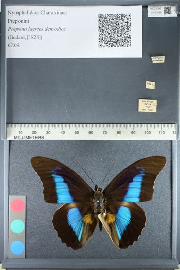 Media type: image;   Entomology 163526